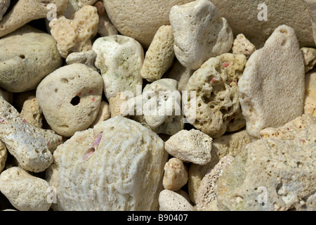 Stücke von Korallen auf Barbados, "Pebble Beach", "West Indies" Stockfoto