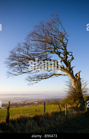 Windgepeitschten Baum auf Raddon Hill Devon England Stockfoto