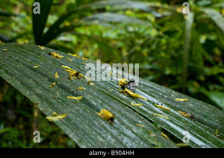 Palmblättern auf Dschungel-Wanderung im Regenwald von Belize Stockfoto