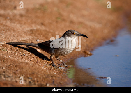 Kurve der verrechneten Thrasher Toxostoma Curvirostre Arizona USA winter Stockfoto