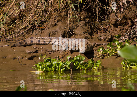 Amerikanisches Krokodil (Crocodylus Acutus) am Ufer von Sierpe Fluss Osa Halbinsel, Costa Rica. Stockfoto