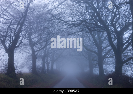 Nebligen Wintermorgen entlang einem Baum gesäumten Gasse in der Nähe von Northmoor gemeinsame Exmoor Nationalpark Somerset England Stockfoto