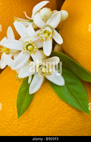 Orangenblüten. Stockfoto