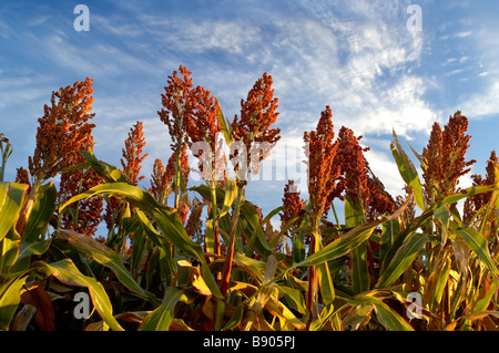 Sonnenaufgang über Sorghum Ernte Stockfoto