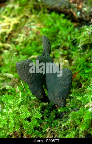 Toter Mann s Finger Xylaria Polymorpha Kent England Stockfoto