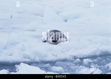 KAPUZEN-SEAL PUP, SANKT-LORENZ-GOLF, KANADA Stockfoto