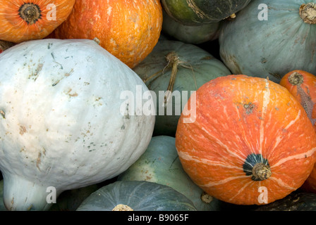 Eine Vielzahl von Squash in einen Bauernmarkt in Bellingham, Washington, USA. Stockfoto
