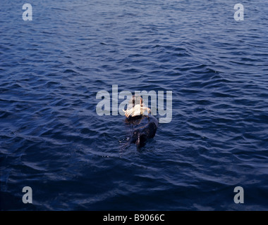 SEA OTTER ESSEN DIE KRABBE, MONTEREY, CARIFORNIA, VEREINIGTE STAATEN VON AMERIKA Stockfoto