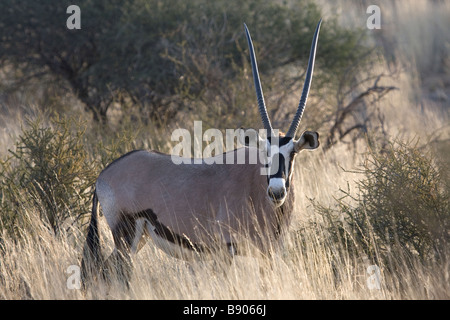 Ein Gemsbock oder Oryx (Oryx Gazella) Stand in hohen Kalahari Grünland. Stockfoto