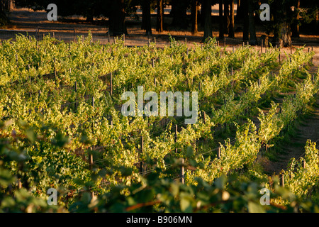 Weinreben wachsen in einem Weinberg auf Vancouver Island, British Columbia, Kanada. Stockfoto