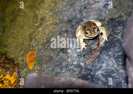 Asiatische Erdkröte (Bufo melanostictus, Duttaphrynus melanostictus), auch bekannt als schwarz-spectacled Toad, gemeinsame Sunda Kröte, Javanisch Kröte, Taitung, Taiwan Stockfoto