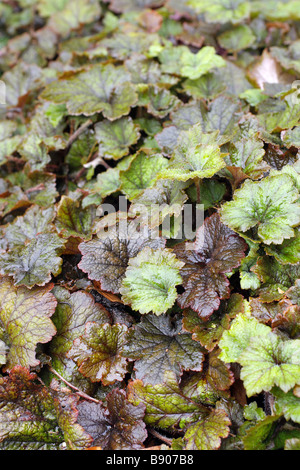 Tellima Grandiflora Rubra im März Stockfoto
