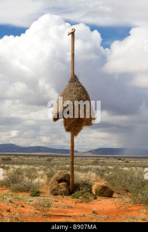 Ein geselliger Weaver Nest sitzt auf einem Telefonmast neben der Straße in die Northern Cape in Südafrika Stockfoto