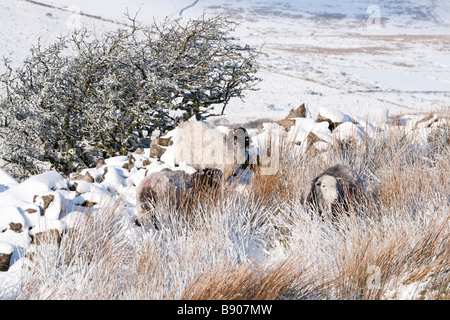 Schafe im Schnee auf Bodmin Moor Stockfoto