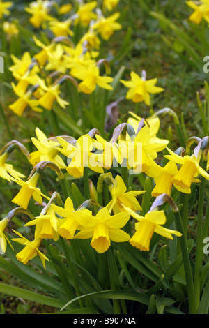 NARCISSUS-TÊTE, DIE EINEM TÊTE AGM IN GRÜNLAND AMENITY BEPFLANZUNGEN AM STRAßENRAND GEMEINDEBEHÖRDE EINGEBÜRGERT Stockfoto