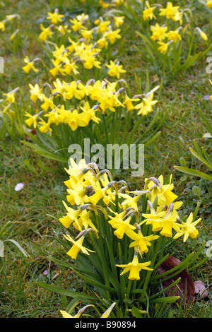 NARCISSUS-TÊTE, DIE EINEM TÊTE AGM IN GRÜNLAND AMENITY BEPFLANZUNGEN AM STRAßENRAND GEMEINDEBEHÖRDE EINGEBÜRGERT Stockfoto