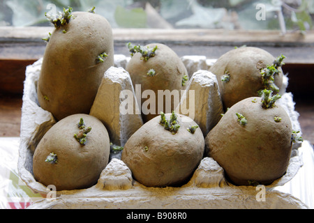 Pflanzkartoffeln Kartoffeln auf einer Fensterbank Vielzahl Akzent Stockfoto