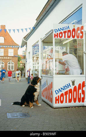 Berner Sennenhund. Erwachsener Hund, der vor dem Hot Dog Stand sitzt Stockfoto