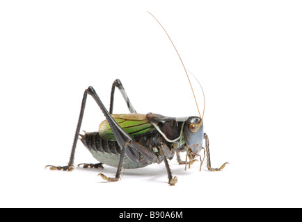 Heuschrecke Gampsocleis Gratiosa vor einem weißen Hintergrund Stockfoto