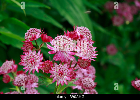 Astrantia major 'Rubra' Stockfoto