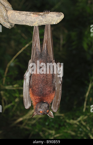 Große Flying-Fox - hängen am Ast / Pteropus Vampyrus Stockfoto