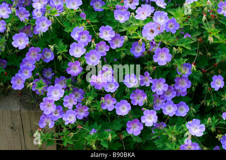 Geranium Gerwat Rozanne Stockfoto