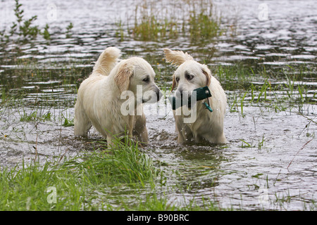zwei junge Golden Retriever Hunde - im Wasser stehend Stockfoto