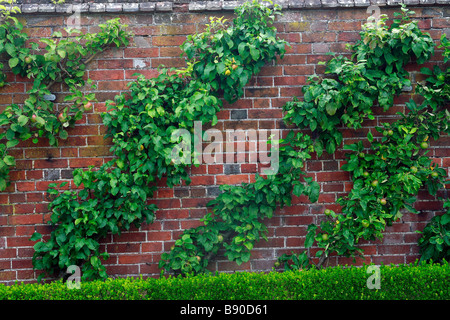 Birnbäume und Apfelbäume, West Dean Gardens, Großbritannien Stockfoto