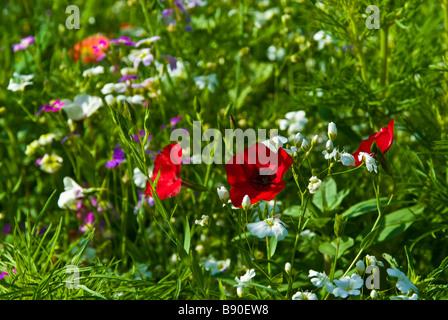 Wiese mit bunten Blumen wie Kornblumen Kräuter | Wiese Mit Farbenfrohen Blumen Kräutern Stockfoto