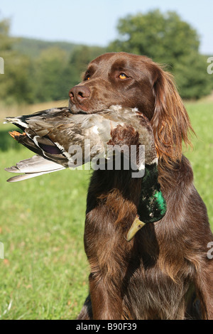 Deutscher langhaariger Vorstehhund Hund mit Beute Stockfoto