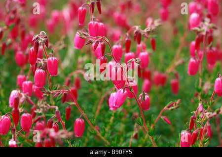 Daboecia Scotica William Buchanan Stockfoto