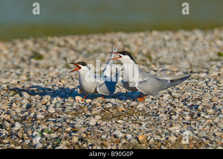 Flussseeschwalbe Sterna Hirundo Seeschwalbe paar Stockfoto