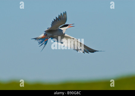 Flussseeschwalbe Im Flug - Sterna hirundo Stockfoto