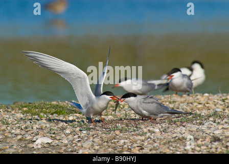 Flussseeschwalbe - Sterna hirundo Stockfoto