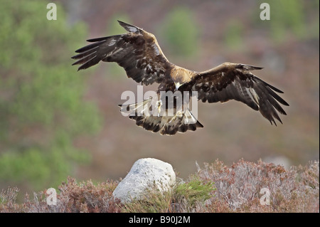 Steinadler (Aquila Chrysaetos), Erwachsene aussteigen auf Felsen am Moor Stockfoto