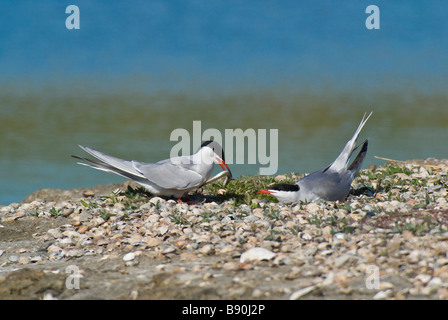 Flussseeschwalbe - Sterna hirundo Stockfoto