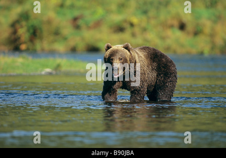 Kodiak Bären - im Wasser stehend / Ursus Arctos Middendorffi Stockfoto