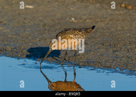 Pfuhlschnepfe Maennchen (Limosa Lapponica) Bar-tailed Uferschnepfe Stockfoto