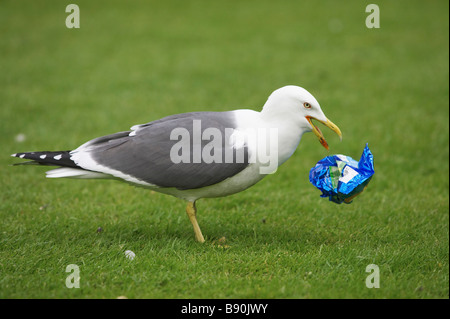 Silbermöwe (Larus Argentatus), Fütterung auf linken Seite über Chips im Stadtpark Stockfoto