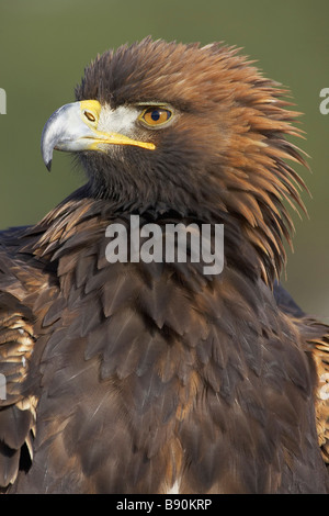 Steinadler (Aquila Chrysaetos), portrait Stockfoto