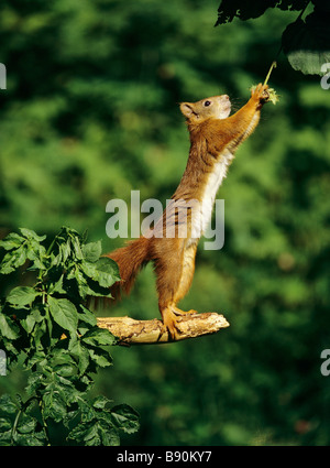 Europäische Eichhörnchen - stehend auf Hinterbeinen Ernte von Nüssen Stockfoto