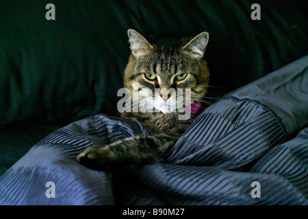 Katze im Bett mit schwarzen Decke und Bettwäsche Stockfoto