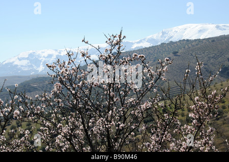 Mandelblüte gegen eine Olive landwirtschaftliche Landschaft in der Nähe von Alhama de Granada Sierra Tejeda Andalusien Südspanien Stockfoto