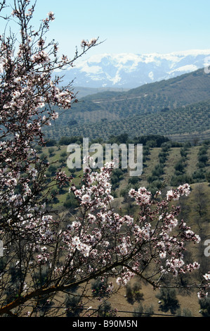 Mandelblüte gegen eine Olive landwirtschaftliche Landschaft in der Nähe von Alhama de Granada Sierra Tejeda Andalusien Südspanien Stockfoto