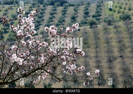 Mandelblüte gegen eine Olive landwirtschaftliche Landschaft in der Nähe von Alhama de Granada Sierra Tejeda Andalusien Südspanien Stockfoto