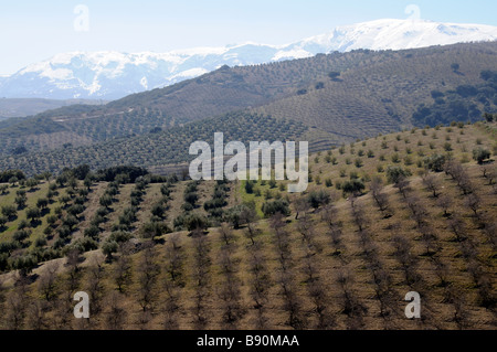 Oliven- und Mandelbäume Kulturlandschaft in der Nähe von Alhama de Granada Sierra Tejeda Andalusien Südspanien Stockfoto