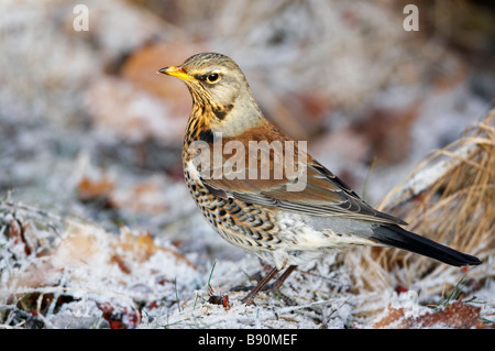 Wacholderdrossel (Turdus Pilaris), Erwachsene stehen auf dem Boden in Raureif bedeckt Stockfoto