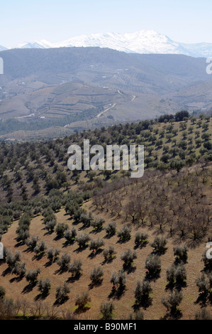 Oliven- und Mandelbäume Kulturlandschaft in der Nähe von Alhama de Granada Sierra Tejeda Andalusien Südspanien Stockfoto