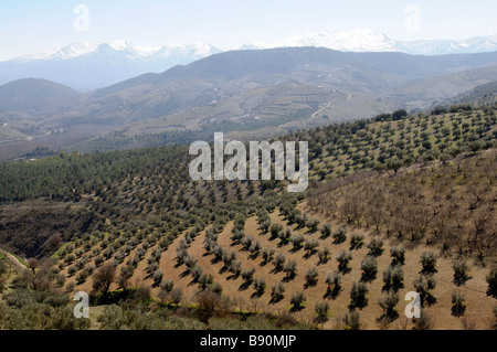 Oliven- und Mandelbäume Kulturlandschaft in der Nähe von Alhama de Granada Sierra Tejeda Andalusien Südspanien Stockfoto