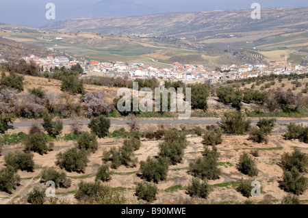 Oliven- und Mandelbäume Kulturlandschaft in der Nähe von Alhama de Granada Sierra Tejeda Andalusien Südspanien Stockfoto